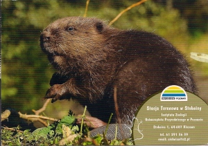 PL beaver