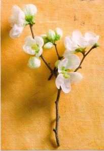 NL cherry blossom